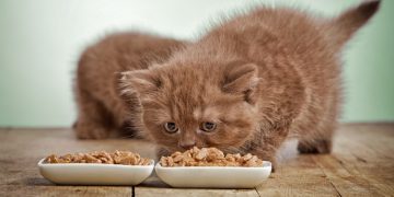 Tips from a Vet for the First 30 Days After Adopting a Cat